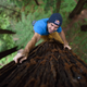 Illustration for article titled Watch This Guy Free Climb A Giant Redwood